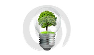 The bulb is located on the inside with leaves forest and the trees are in the light. Concepts of environmental conservation and