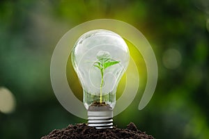 The bulb is located on the inside with leaves forest and the trees are in the light. Concepts of environmental conservation and