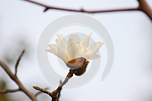 Bulb of magnolia growing out and blossoming