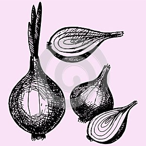 Bulb onion