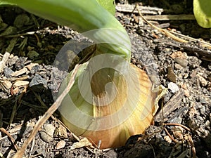 Bulb onion Allium cepa, Common onion, Zwiebel, Zwiebellauch, Bolle, Zipolle, Speisezwiebel, KÃÂ¼chenzwiebel oder Kuechenzwiebel photo