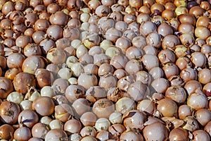 Bulb onion, background, onion plantation, overproduction photo