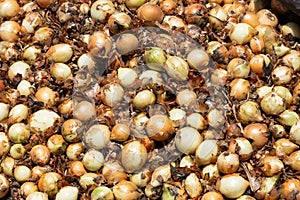 Bulb onion harvest in the agricultural fields of Boyaca, Colombia - Allium cepa