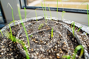 Bulb onion seeds germinate on the windowsill in seedlings close-up. Growing your seedlings on the windowsill in the house. Rolled