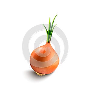 Bulb onions and green onions isolated on a white background.