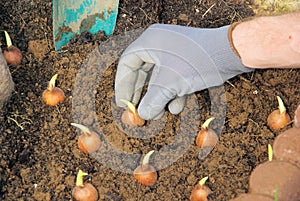 Bulb planting