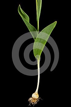 Bulb, roots and green leafs of tulip flower, isolated on black background