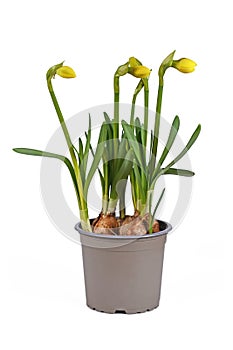 Bulb spring flower plant `Narcissus cyclamineus TÃªte BouclÃ©` not yet in bloom in flower pot on white background
