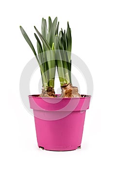 Bulb spring flower plant `Narcissus Westward` not yet in bloom in pink pot on white background