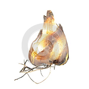 Bulb of tiger flower or Tigridia pavonia isolated on white background