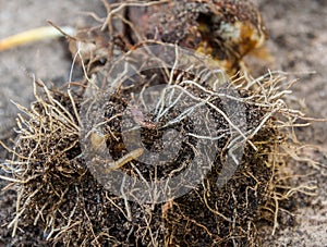 Bulb of tulip infected with wireworm