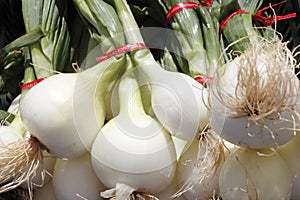 Bulb, white onions with tops.