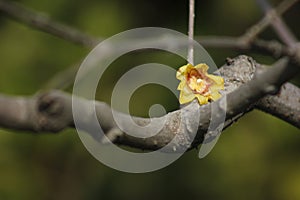 Bulb of yellow plum growing out and blossoming