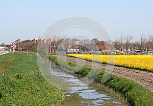 Bulbfields in Holland