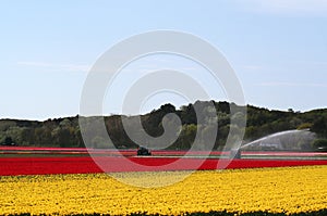 Bulbfields in Holland photo