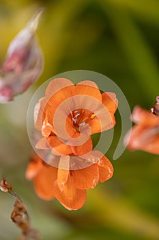 Bulbil Bugle-Lily, wild orange flower in green background photo