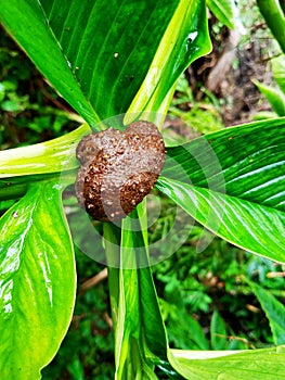 Bulbil (or called frog), the fruit of porang (konjac) cultivation