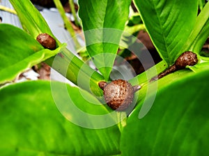 Bulbil (or called frog), the fruit of porang (konjac) cultivation