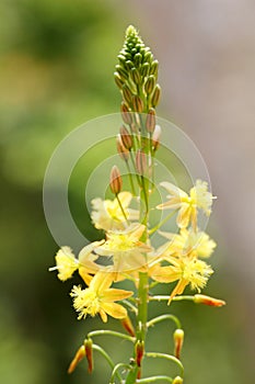 The Bulbine frutescens Wild. flowers