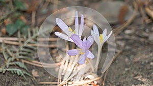 Bulbocodium versicolor in forest of Cyprus, close to Mountain Troodos, Cyprus photo