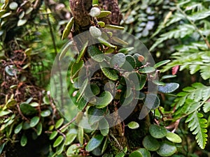 Bulbophyllum drymoglossum plant that attaches and grows on other plants