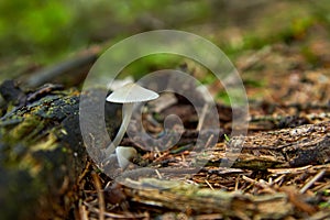 Bulbous bonnet - Mycena stylobates Pers. in autumn forest