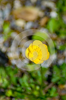 Bulbous Buttercup, Ranunculus bulbosus