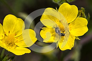 Bulbous Buttercup Ranunculus bulbosu