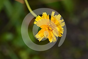 Bulbous dandelion