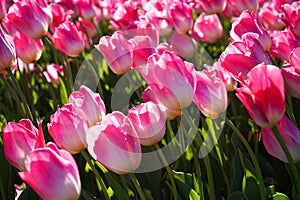 Bulbous flower that blooms every year in April, pink tulips with very vibrant colors, Turkey Istanbul Emirgan photo