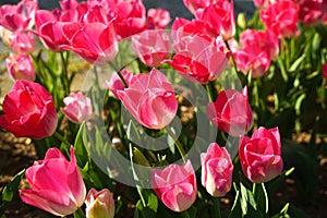Bulbous flower that blooms every year in April, pink tulips with very vibrant colors, Turkey Istanbul Emirgan photo