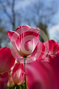 Bulbous flower that blooms every year in April, pink tulips with very vibrant colors, Turkey Istanbul Emirgan photo