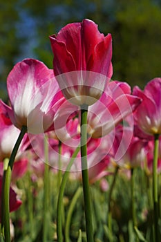 Bulbous flower that blooms every year in April, pink tulips with very vibrant colors, Turkey Istanbul Emirgan photo