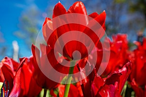 Bulbous flower that blooms every year in April, red tulips with very vibrant colors, Turkey Istanbul Emirgan photo
