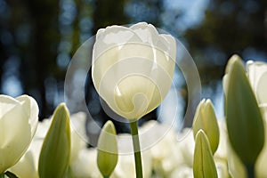 Bulbous flower that blooms every year in April, white tulips with very vibrant colors, Turkey Istanbul Emirgan photo