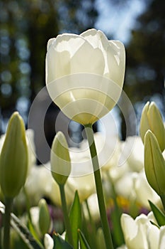 Bulbous flower that blooms every year in April, white tulips with very vibrant colors, Turkey Istanbul Emirgan photo