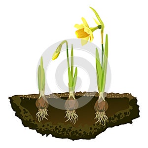 Bulbous flowers in the soil, growing narcissus