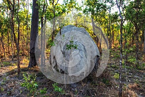 Bulbous termite mounds