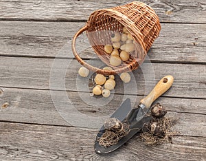 Bulbs Allium aflatunense in a basket on a wooden background