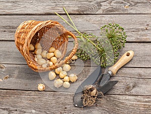 Bulbs Allium aflatunense in a basket on a wooden background