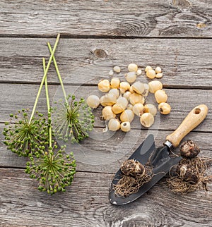 Bulbs Allium aflatunense on a wooden background