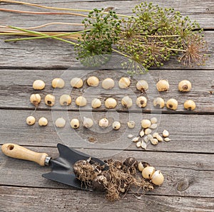 Bulbs Allium aflatunense on a wooden background