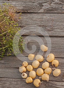 Bulbs Allium aflatunense on a wooden background