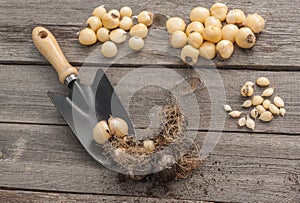 Bulbs Allium aflatunense on a wooden background