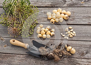 Bulbs Allium aflatunense on a wooden background