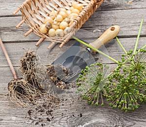 Bulbs Allium aflatunense on a wooden background