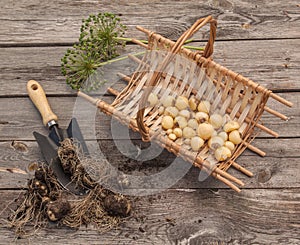 Bulbs Allium aflatunense on a wooden background