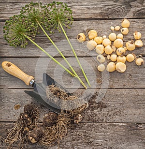 Bulbs Allium aflatunense on a wooden background