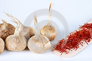 Bulbs of crocus sativus, dry spice saffron in wooden spoon on a white background photo