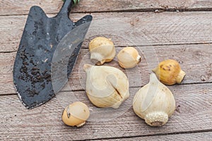 Bulbs of different types of decorative allium and garden shovel